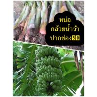 ราคา หน่อกล้วยน้ำว้า ปากช่อง50 (24269119882)