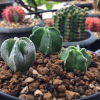 ราคา แคคตัส แอสโตรไฟตัม มายริโอเพาะเมล็ดจากพ่อกิกโกะด่างชุด 3 ต้น ขนาดไม้ 2-3ซม. (3944198553)