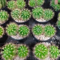 ราคา กระบองเพชร แคคตัส อิชินอฟ ดาวล้อมเดือน (Echinopsis calochlora) (2846150723)