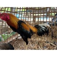 ราคา ไข่เชื้อไก่เหลืองหางขาวพ่อแม่พันธุ์ได้มาจาก ศูนย์วิจัยและบำรุงพันธุ์สัตว์ (42303041821)