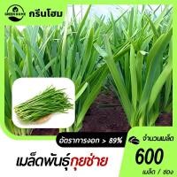 ราคา กุยช่ายจีนเมล็ดกุยช่าย 600 เมล็ดก้านสีขาวงอกง่าย พุ่มใหญ่ ทานอร่อย (26681470205)