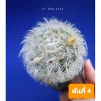 ราคา แมมขนแมว แมมขนแมวลูกผสม(27 .12.21) Mammillaria bocasana (3453403873)