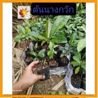 ราคา ต้นนางกวัก​ นากวัก​ไม้ยืนต้น​ขนาด​ใหญ่​ ไม้มงคล​ ไม้หายยาก (18974879642)