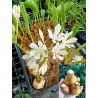 ราคา ว่านนางคุ้ม ชุด3หัว(10-15cmคละขนาด)ไม้มงคล ว่านศักดิ์สิทธิ์ ผู้เฒ่าเฝ้าบ้าน หัวว่านนางคุ้ม (19110662663)