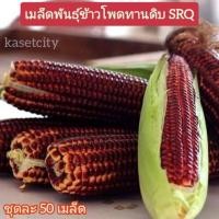 ราคา เมล็ดพันธุ์ข้าวโพดทานดิบ(ทับทิมสยาม)ชุดละ50เมล็ด (13251884761)