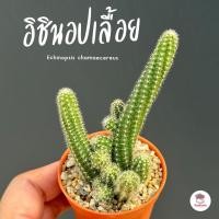 ราคา อิชินอปเลื้อย Echinopsis chamaecereus แคคตัส กระบองเพชร cactus&succulent (14500469041)