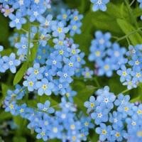 ราคา เมล็ดพันธุ์ ฟอร์เก็ตมีน็อท (Forget Me Not Flower Seed) บรรจุ 10 เมล็ด (55506720646)
