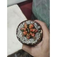 ราคา ยิมโนด่าง ด่างทุกพลู (6450384548)