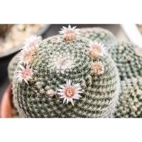 ราคา 2093. Mammillaria Microthele (14910806398)