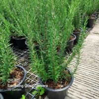 ราคา โรสแมรี่,คูลลิ่ง,เลมอนไทม์,เครื่องเทศฝรั่ง (4985439556)