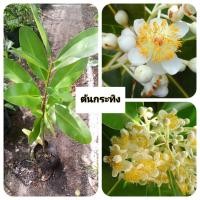 ราคา ต้นกระทิง กระทิง ดอกหอม (48800701238)