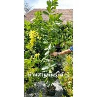 ราคา ต้นกระทิง #ต้นสารภีทะเล ต้นสูง 1.6-2.0 เมตร (4439688726)