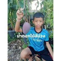 ราคา ต้นมะม่วงน้ำดอกไม้สีม่วง (9052863999)