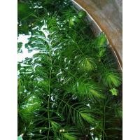 ราคา สาหร่ายหางกระรอก ต้นยาวแข็งแรง 300 กรัม (27838039953)