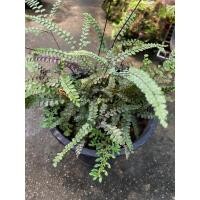 ราคา เฟิร์นก้านดำใบดาว_ไม้ประดับ (22670650691)