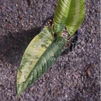 ราคา Schismatoglottis Wallichii Var. กวักพระพรหมด่าง (20616695383)