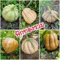 ราคา เมล็ดพันธุ์ฟักทองรวม 20 เมล็ด (25639267675)