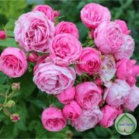 ราคา Flower Garden F576 กุหลาบ Pomponella ปอมโปเนลล่า ดอกดกพวงสีชมพู เป็นพุ่มกึ่งเลื้อย (10779583761)