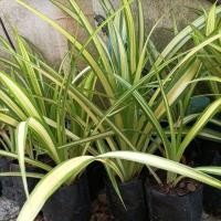 ราคา ต้นใบเตยด่าง ต้นใบเตยทอง ต้นใหญ่รากแข็งแรง ราคา50พร้อมส่ง (12145091355)