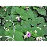 ราคา ขายต้น ใบละบาทไม้เถาเลื้อยใบใหญ่ดอกสวยไม้มงคล เหมาะกับการทำซุ้มให้ความร่มเย็น ส่งพร้อมกระถาง 11 นิ้ว (13189265481)