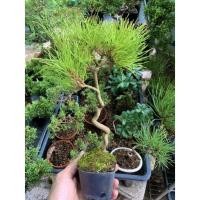 ราคา สนดำ(Koromutsu black pine กับJapanese red pine สนแดง (9995173574)