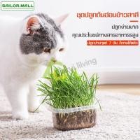 ราคา ชุดปลูกต้นข้าวสาลีอ่อน หญ้าแมว หญ้าแมวแบบกล่อง สดใหม่พร้อมปลูก ต้นข้าวสาลีแมว เมล็ดข้าวสาลี (9765394666)