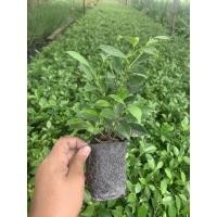ราคา ต้นไทรเกาหลี ไทรเกาหลี 15-30 ซม ต้นสวยๆ (เก็บเงินปลายทางทักแชท) (3243472595)