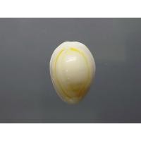 ราคา เบี้ยจั่น โบราณ หอยเบี้ยจักจั่น หรือ เบี้ยจั่น รับประกันแท้%[00748] (25671655124)