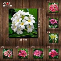 ราคา กรอบลอย ติดผนัง ภาพดอกไม้ ดอกลีลาวดี (ขนาด 25x25 ซม.) (7019190960)