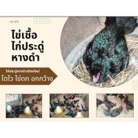 ราคา ไข่เชื้อไก่ประดู่หางดำเชียงใหม่ชุด 5 ฟอง (27736688485)