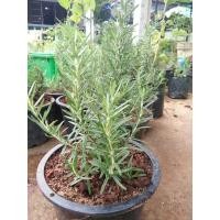 ราคา ต้นพันธ์ุโรสเมรี่กระถาง8นิ้ว ต้นโรสเมรี่มี50 เมล็ด (ไม่ใช่พืชที่มีชีวิต) (15064803854)