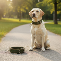 ราคา ปลอกคอไนลอนทนทานสําหรับสุนัขขนาดใหญ่พิเศษ เหมาะสําหรับเยอรมันเชพเพิร์ดและลาบราดอร์ (40225871742)