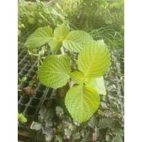 ราคา ต้นพันธุ์ ใบงาเขียว ใบชิโซะ (Shiso) ใบงาสีเขียว งาขี้ม้อน งาม้อน ถุงดำละ 29บาท พร้อมปลูก ใบชิโซะ ปิ้งย่างเกาหลี (28779908263)