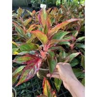 ราคา ออร่าแดงอโกนีมา ต้นไม้ปลูกในห้องนอน ไม้มงคลเรียกทรัพย์เรียกทรัพย์ ต้นไม้ฟอกอากาศในห้องนอน (17405770658)