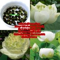 ราคา เมล็ดพันธุ์บัวหลวงขาวซ้อน (2871810413)