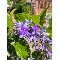 ราคา TLP พวงครามออสเตรเลีย ดอกสีม่วง 1 กระถางมี 2 ต้น (28226023484)