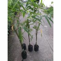 ราคา ขายไผ่ซางหม่น/ไผ่ราชินี 1 ถุงดำ สูงประมาณ1 เมตรต้นสวยแข็งแรงกอแน่นๆพร้อมปลูกรับประกันค่ะ ใน 1ถุงดำ มีไผ่ 2-5 ลำค่ะ (27958161980)