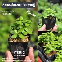 ราคา ต้นไม้ บอนไซ เบี้ยเศรษฐี กิ่งทองใบหยก หยกแคระ ใบเงินใบทอง บอนไซจิ๋ว กระถางพลาสติก2นิ้ว (9282209706)