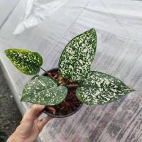 ราคา อโกลนีมา มรดกโลก Aglaonema (23064616604)