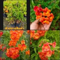 ราคา (2ต้น)(vาย ต้นพันธุ์) ดอก ต้น ทองอุไร แคระ สีส้ม ต้นทองอุไร happy (15750956280)