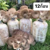 ราคา เห็ดนางฟ้า(ภูฐาน) ก้อนเชื้อเห็ดคุณภาพดี✅ (12ก้อน) (24271826654)