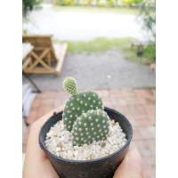 ราคา แคคตัสหูกระต่ายสีขาว ส่งทั้งกระถาง กระบองเพชร (6861761268)