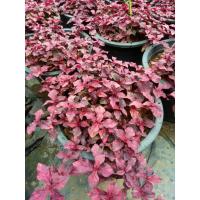 ราคา มณีล้อมเพชร หรือ แดงชาลี สีน้ำตาลแดงสวยงาม (5256234067)