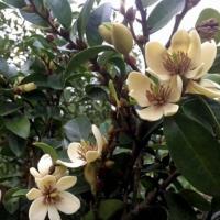 ราคา #ต้นจำปีแขก #จำปีโบราณ (7408097017)