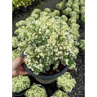 ราคา (1ต้น)(ขาย ต้นพันธุ์) ต้น ต้นเล็บครุฑด่างแคระ เล็บครุฑด่างแคระ ต้นเล็บครุฑด่าง แคระ ต้นเล็บครุฑ ด่าง เล็บครุฑ fadel (11342356582)