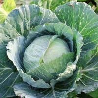 ราคา 300 เมล็ด เมล็ดพันธุ์ กะหล่ำปลี กะหล่ำใบ กะหล่ำ Cabbage Seeds Non-GMO สายพันธุ์ กะหล่ำปลี ลูกผสม (28892798262)