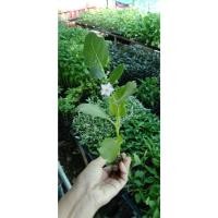 ราคา ต้นกล้ามะเขือเปราะดาวขาว มีรสชาติหวาน กรอบ กล้าละ 10 บาท ซื้อ 10 แถม 2 (22084234849)