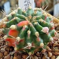 ราคา ❤️❤️มีส่งด่วน❤️❤️ยิมโน โคลน ทับทิมสยาม (Siam Ruby)/Cactus/Gymno. /Gymnocalycium/แคคตัส/ยิมโน/ไม้ชำหน่อ (43163669362)