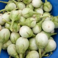 ราคา เมล็ดมะเขือเปราะเจ้าพระยา เมล็ดพันธุ์มะเขือเปราะ มะเขือเปราะ 200 เมล็ด [10 แถม 1 คละได้] (21895022197)