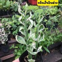 ราคา กวักเงิน กวักเงินกวักทอง นางกวักไม้มงคลใบด่างเสริมความร่ำรวย ไม้ฟอกอากาศ ยาว 5 นิ้วขึ้นไป พร้อมถุงชำรากเต็มพร้อมปลูก (13208483760)